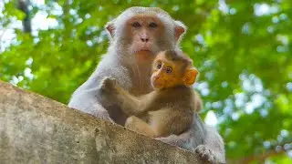 An abandoned monkey being released today at Sovana Home, & will Obie accept her as a foster baby??