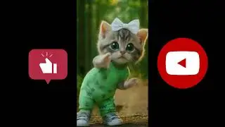 Gatinho fofo dan&ccedil;ando / ￼￼ pet dan&ccedil;ando / ￼ pet Rodrigues