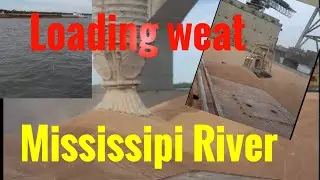 Ship Loading Wheat in Mississippi River #Sea life onboard