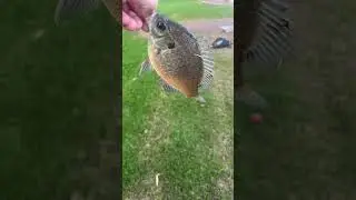 Longear or bluegill?