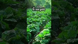 👿💸💰quality green gold #farming #shorts #shortsfeed #viral #vijjubhaivlog.07