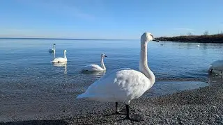 With my trumpeter swan friends 一