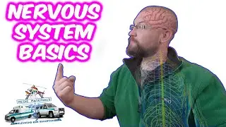 Nervous System Basics (In Under 4 Minutes) | EMT Neurology | Medic Materials |