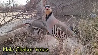 Chakor voice | Chakoor ki awaz | Chakor Partridge Voice | chakor sounds