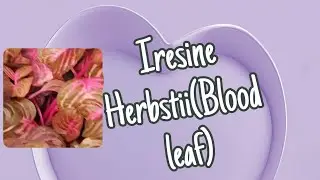 Iresine Herbstii (Blood leaf plant) Plant caring.##🪟 Family N Frame 🪟 Malayalam