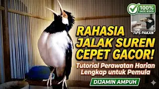 RAHASIA JALAK SUREN CEPET GACOR!Tutorial Perawatan Harian Lengkap Untuk Pemula (Di Jamin AMPUH) 