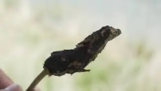 BLACK KNOT FUNGUS | Bestway Inc.