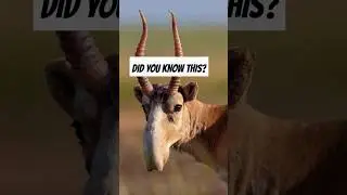 #didyouknow #weirdanimals #weirdfacts #weirdcreatures #funfacts #wildlife #facts #youtubeshorts