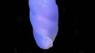 Slug Dance