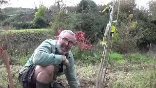 SEE OUR NEW ORCHARD!!! - Planting Fruit Trees and Kiwi Plants on a Homestead in Portugal