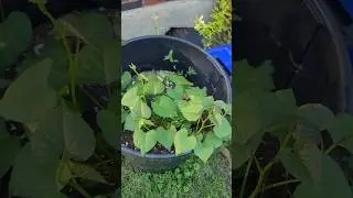 How To Garden: How To Grow Sweet Potatoes In A Compost Bin