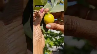 Guava Harvest 🌱 #gardening #fruit #shorts