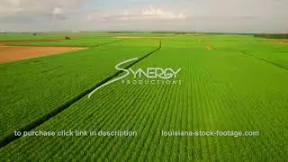 132 sugar cane field aerial drone view Louisiana agriculture video stock footage