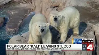 Saint Louis Zoo bids farewell to resident polar bear, welcomes polar bear twins in exchange with...
