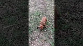 Dog Running With Full Happiness 🐕💨