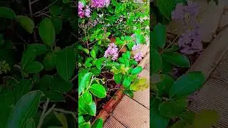 pride of India tree