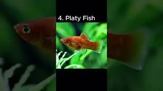 Top 5 Low Maintenance Fish | best fish for beginners | #shorts