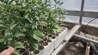D'Artagnan Sour Cherry (Prunus cerasus  &lsquo;d&rsquo;Artagnan&rsquo;) seedlings growing at TreeTime.ca