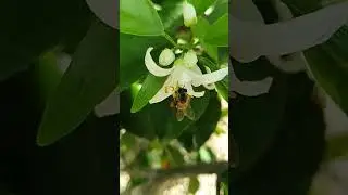 Floraci&oacute;n de azahar 2023