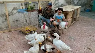 Ghr me Mini zoo bna leya 😱 || Back to village 😱 ||  sary pets ko wapis le aye hmm 😳 ||
