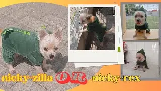 Cute dog wearing a dinosaur costume, becoming Nicky-Zilla or Nicky-Rex??
