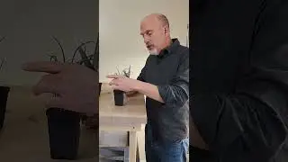 Вам нужно обрезать рассаду лука. #шорты