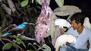 Sun Birds Breeding At Exotic Bird Aviary.