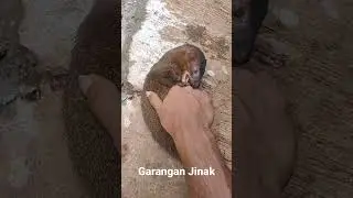 GARANGAN MUSUH ULAR KOBRA
