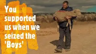 Tortured Sheep Seized by NSPCA: Where are they now?