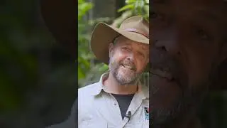 Can You Help to Protect Threatened Species in the Daintree Rainforest?