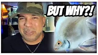 IS Your Fish DYING Or Acting ACTING OUT? STRANGE Behaviors Explained!