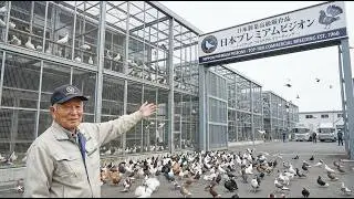 日本の極上鳩農場に潜入！億円規模の観賞用鳩コレクション【完全公開】