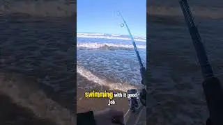 настоящий полосатый морской окунь, вдвоем с моей женой