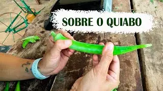 Quando o quiabo est&aacute; bom pra colher?