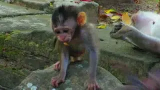 “😂 OMG! Watch This Adorable Baby Monkey’s HILARIOUS Antics! You Won't Believe What Happens Next! 🐒💥”
