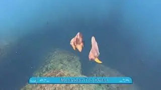 Musandam Diving Trip | Reef Oasis Diving Center
