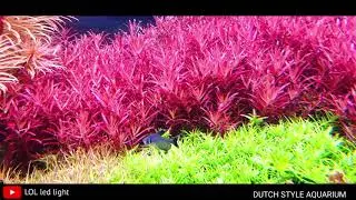 BỂ THỦY SINH PHONG C&Aacute;CH H&Agrave; LAN - DUTCH STYLE AQUARIUM | LOL LED LIGHT