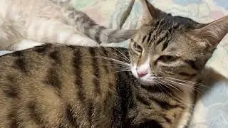 キジシロのルルの腰に手を掛けるシャムネコの雫に、ルル、ご満悦