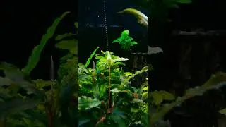 pearling tanaman aquascape cuma rajin wc aja tanpa pupuk tanpa co2 #aquarium #aquascape #fish #fypシ
