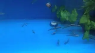 All About the Engineer Goby - Gerber's Tropical Fish