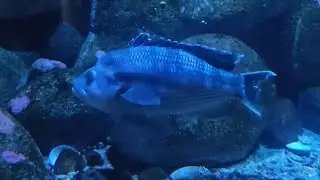 Black Sea Bass (Please Read Description)