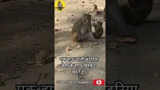 Monkey Care feeding (1)