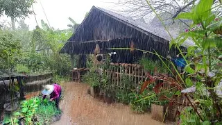 Cooking on a Rainy Day | Harvesting Organic Vegetables for Village Cooking