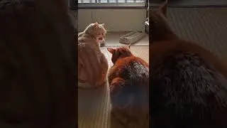 Japanese Fluffy Cats &ndash; 4匹の猫がくれる毎日の幸せ🐾