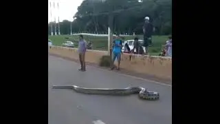 large size python moving over road | large snake #snake #python #ncwld21