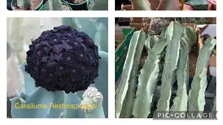 Караллума Рестроспидиенс $85 л $45 С