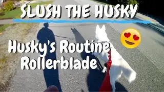 Husky's Routine Run Pulling Me On Rollerblades