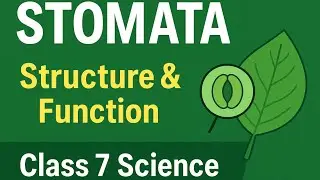 Stomata | Structure and Function | Class 7 Science Easy Explanation