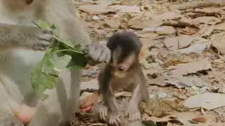 Fan monkey Ankor wat