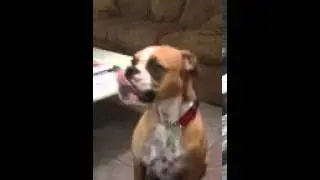 Talking boxer dog